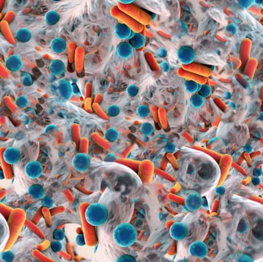Biofilm Program